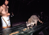 Florida_5_Racoons_g